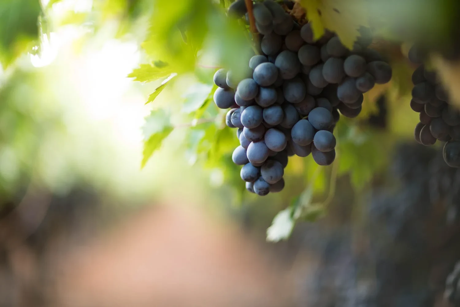 Bunch of purple grapes hanging beneath bright green leaves.