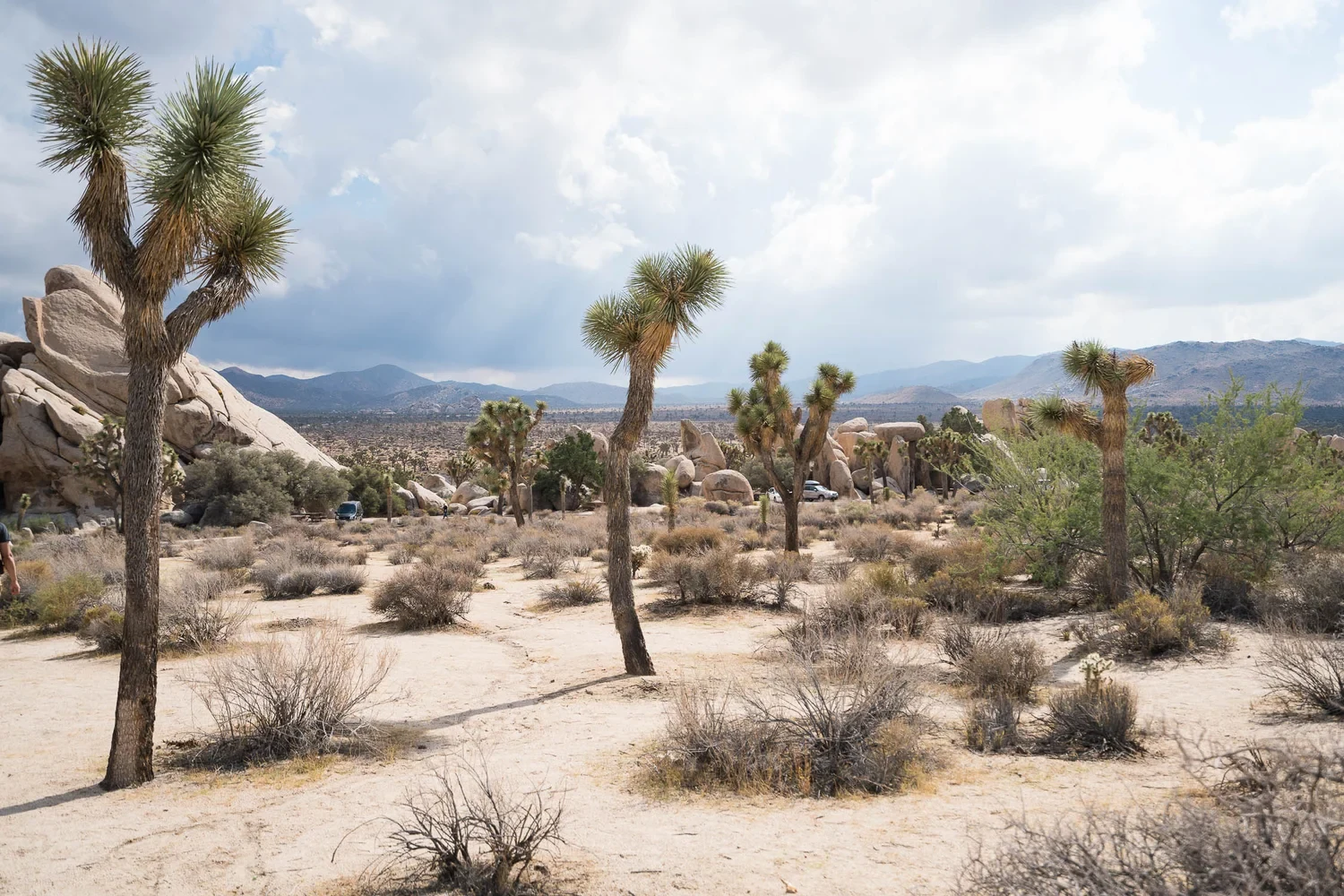 Joshua trees scattered across a rocky desert beneath thick clouds.
