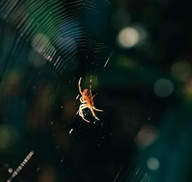 Spider suspended on a web against a dark green background.