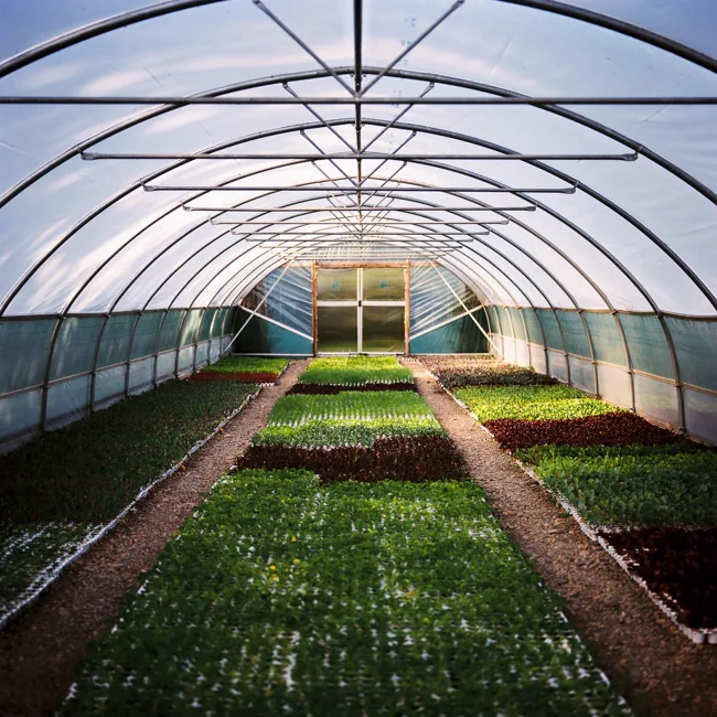 Long planted beds beneath the curved frame of a greenhouse.