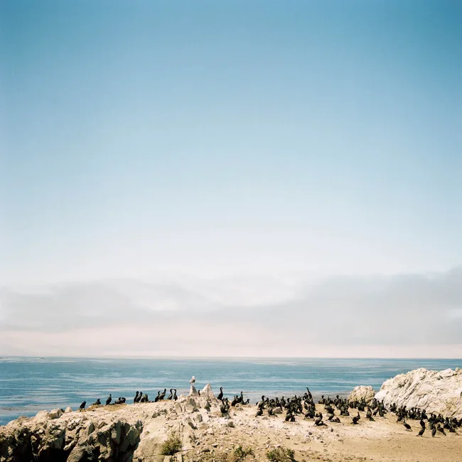 Seabirds gathered along a rocky shoreline beneath a clear sky.