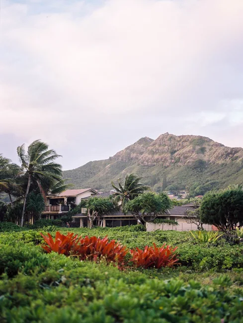 Tropical plants and red flowers beneath a volcanic ridge.