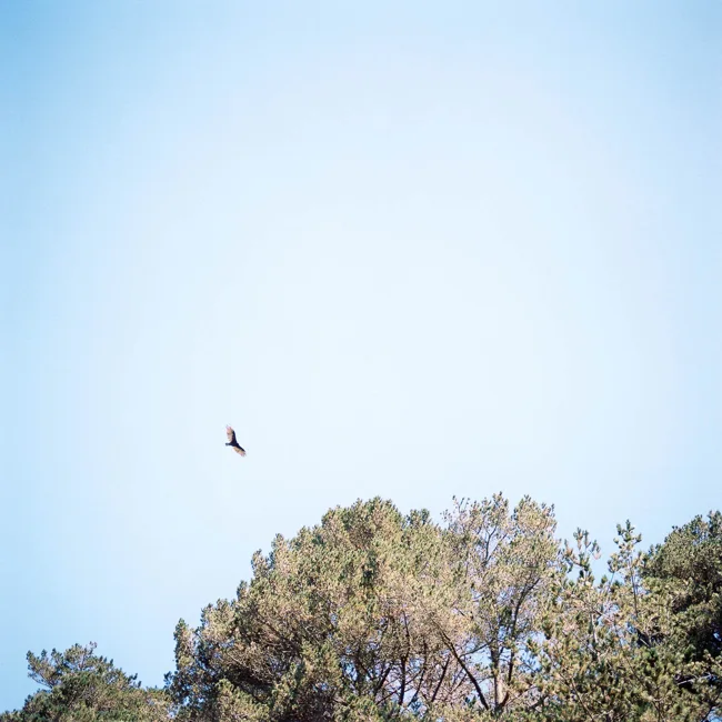 Bird flying above coastal treetops against pale blue sky.
