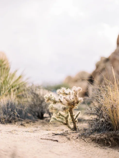 Pale cactus branches beside a sandy desert path.