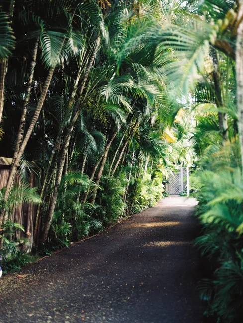 Paved path enclosed by tall palms and dense tropical greenery.
