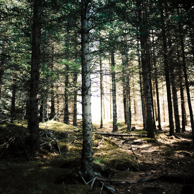 Sunlight filtering through a grove of tall, straight trees.