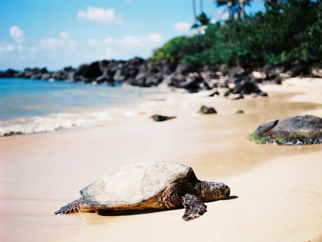 Sea turtle resting on a sandy beach beside turquoise water.