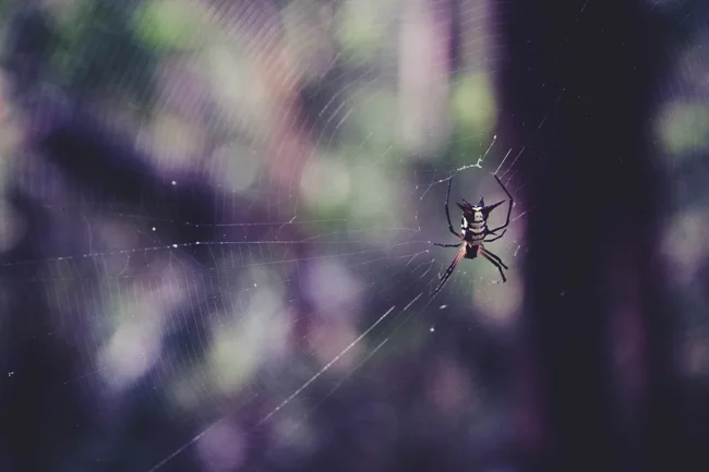 Small spider on a web against blurred forest foliage.