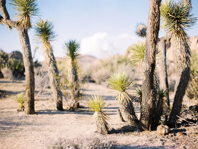 Joshua trees standing among rocks and dry desert ground.