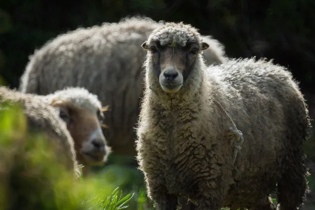 Woolly sheep standing together in green grass.