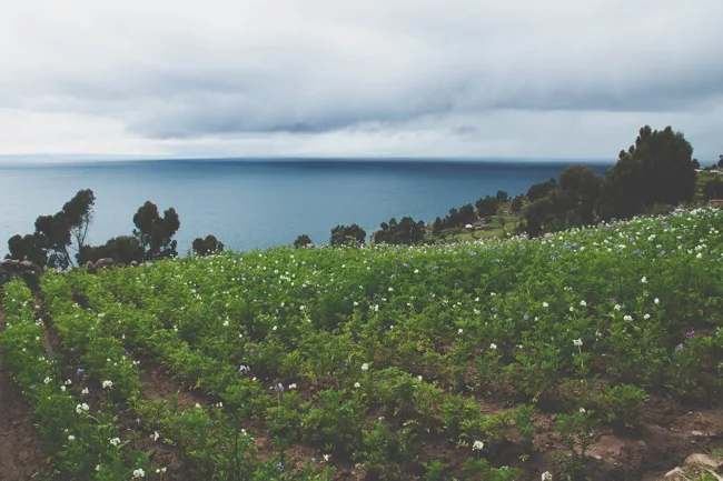 Green cultivated fields above a lake beneath heavy clouds in Peru.