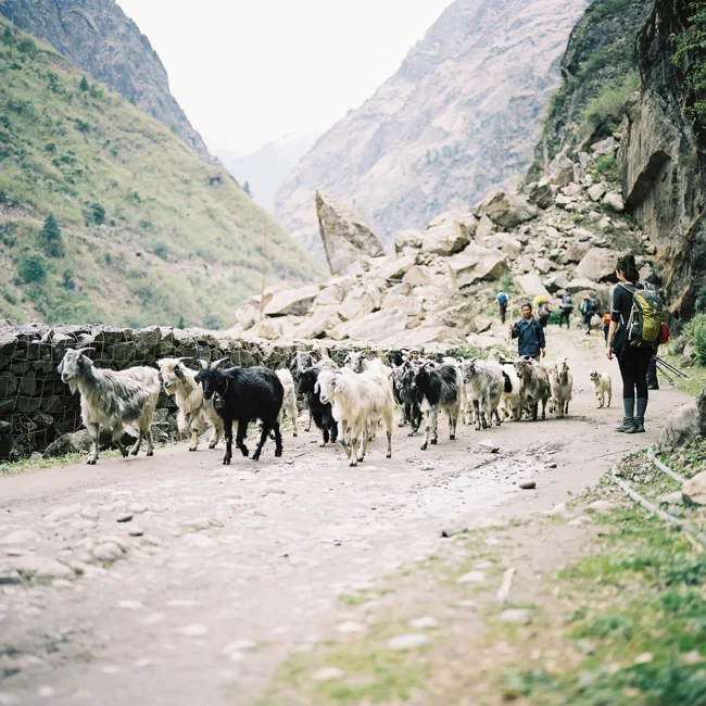Herd of animals and walkers on a rocky mountain trail.