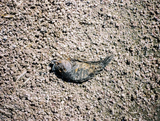 Dried fish lying on a rough, pebbled shore.