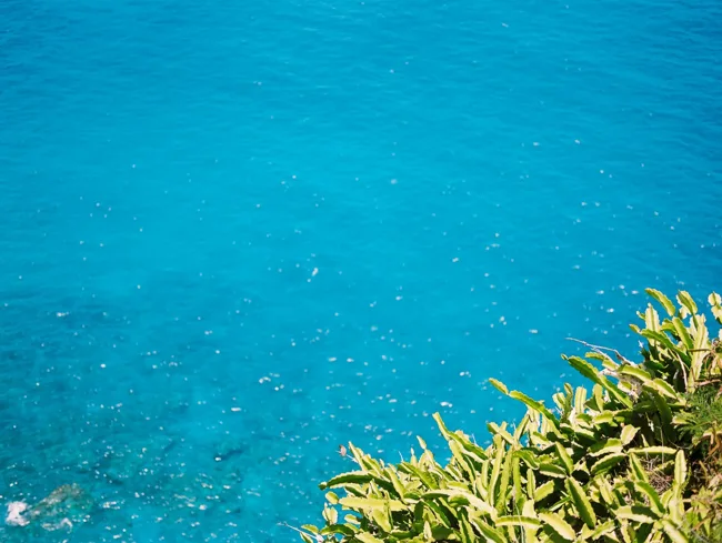 Clear turquoise ocean seen from a leafy coastal edge.