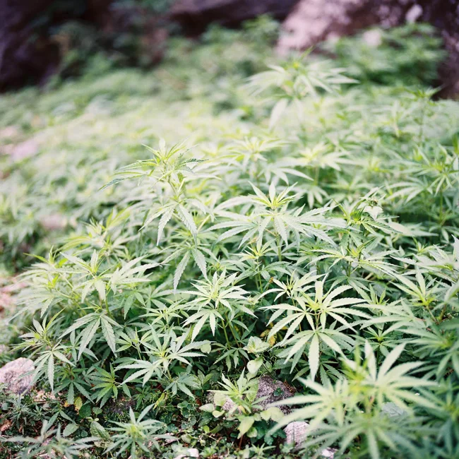 Dense green plants beside a mountain path.