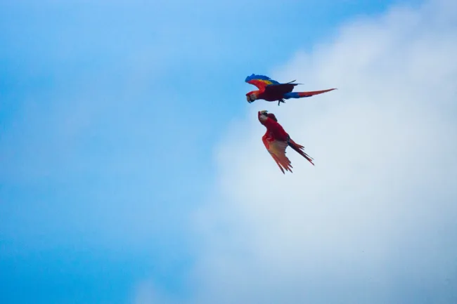 Two colorful parrots flying against a blue sky.