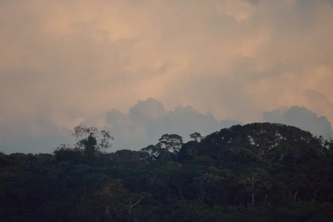 Dark rainforest canopy beneath a warm, cloud-filled sky.