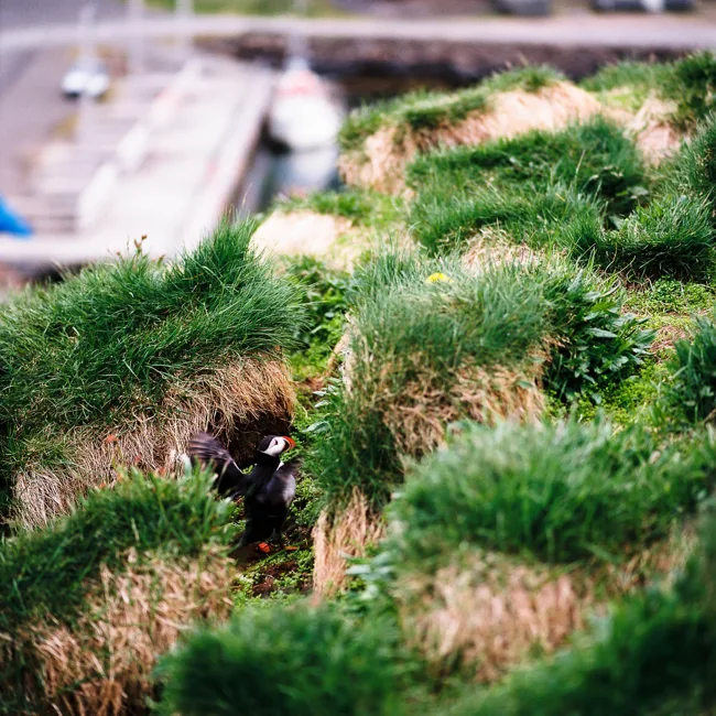 Close view of lush green moss growing over uneven ground.