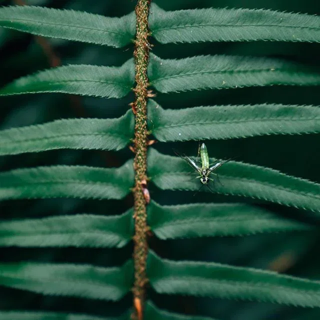 Close view of a tiny insect resting on a dark green fern frond.