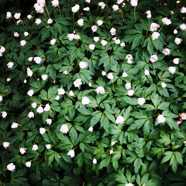 Small pale flowers scattered across dense green foliage.