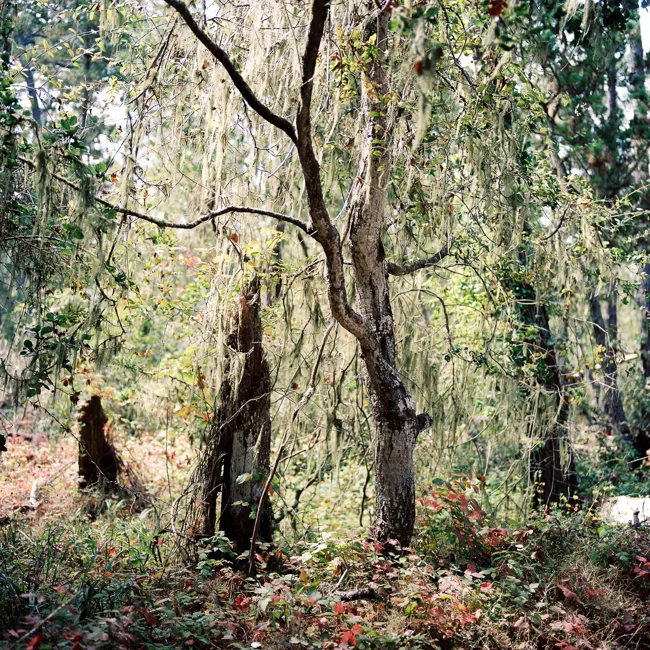 Sunlight falling through trees and tangled undergrowth.