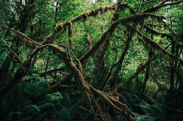 Tangled moss-covered tree branches in a lush green forest.