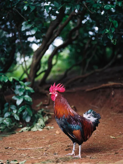 Colorful rooster standing on reddish ground beneath foliage.