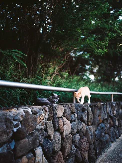 Small cat standing on a stone wall beneath leafy trees.