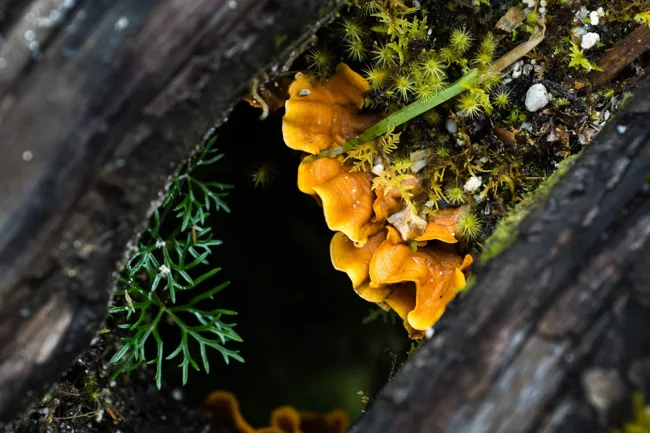 Cluster of bright yellow mushrooms growing on dark wood.