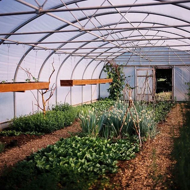 Rows of vegetables growing inside an arched greenhouse.