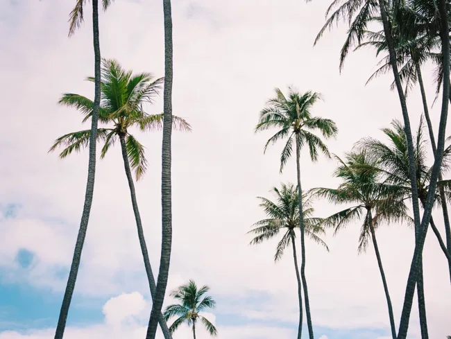 Tall palm trunks and fronds against a pastel sky.