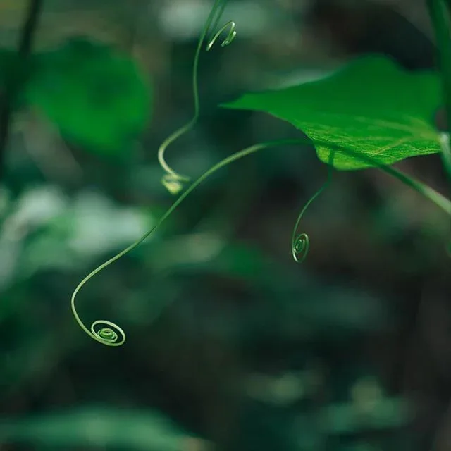 Close view of curling tendrils and green leaves.