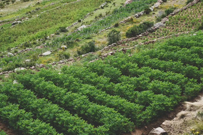 Rows of bright green crops on a sloping Peruvian hillside.