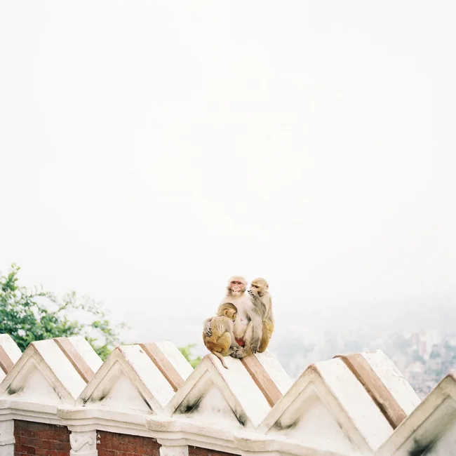 Two monkeys perched together on a pale rooftop ridge.